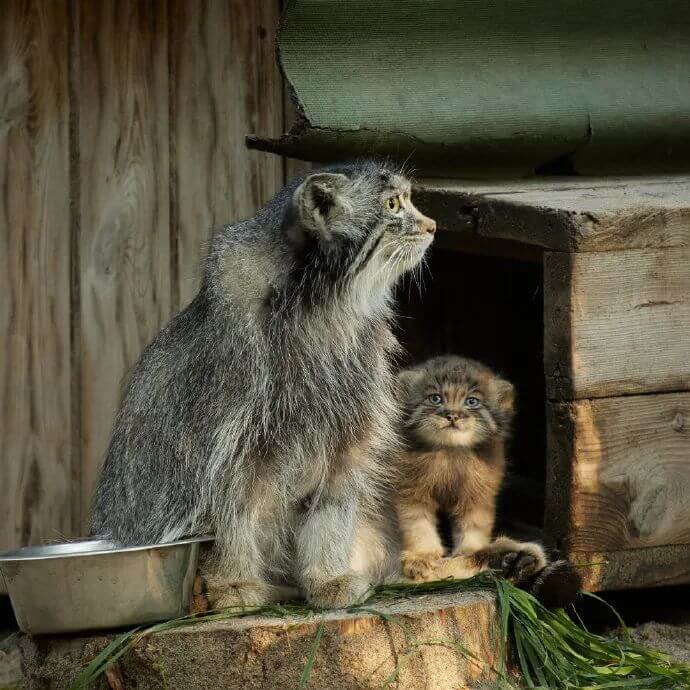 International Pallas Cat Day, The Original Grumpy Cat - Pallas Cat(Manul)