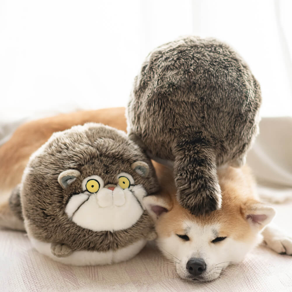 What is Pallas' Cat? Facts About the Pallas' Cat