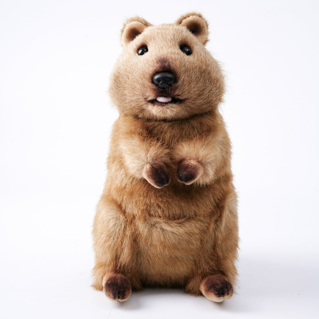 Quokka - The Happiest Animal In The World - Can I Keep A Quokka As Pet?