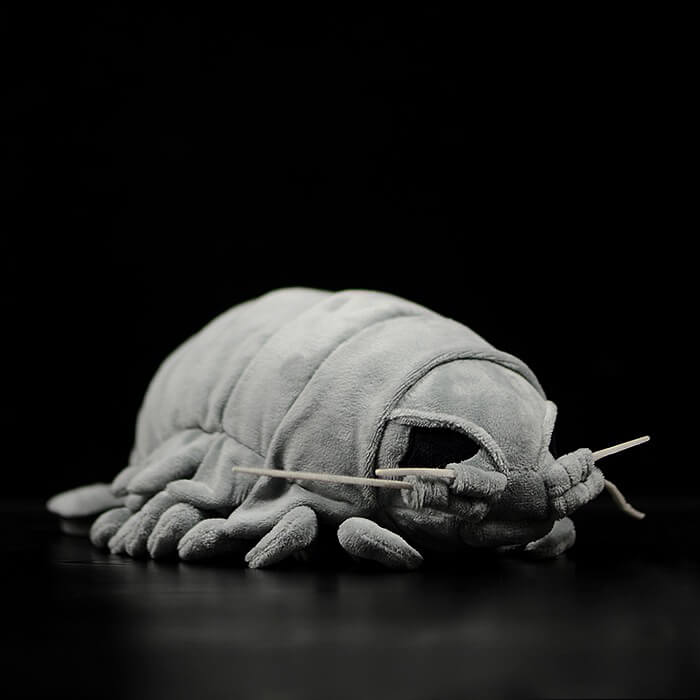 What is a giant isopod? Can I keep a giant isopod as a pet?