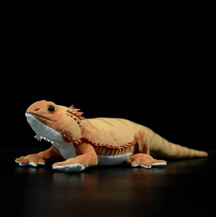 Meet the Central Bearded Dragon: Australia’s Most Dramatic (and Lovable) Reptile