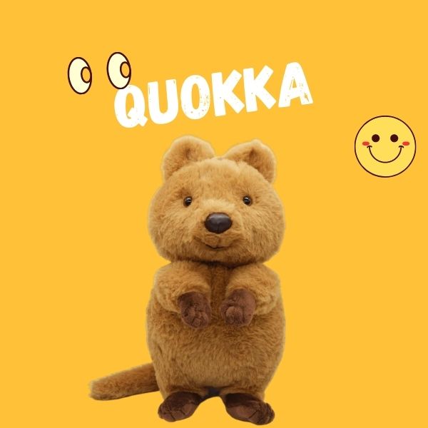 Quokka