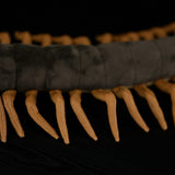 Realistic Centipede Stuffed Animal Plush Toy, Centipede Plushies