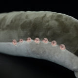 Realistic Sea Lamprey Stuffed Animal Plush Toy, Fish Plushies