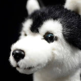 Realistic Bi-eyed Husky Dog Stuffed Animal Plush Toy, Lifelike Plushies
