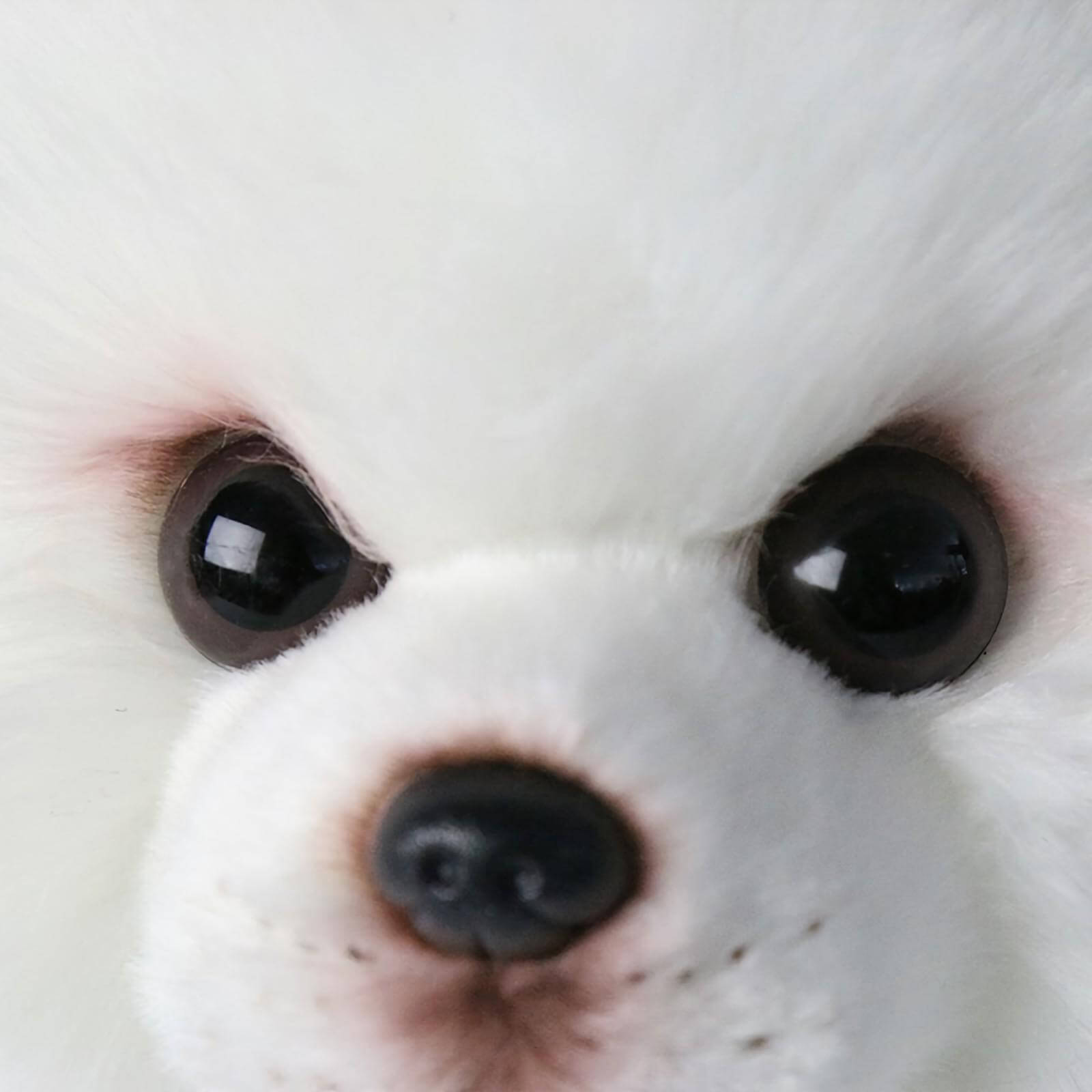 Realistic Pomeranian Dog Stuffed Animal Plush Toy