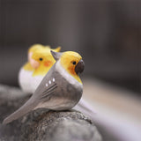 Cockatiel Bird