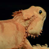 Realistic Central Bearded Dragon Stuffed Animal Plush Toy