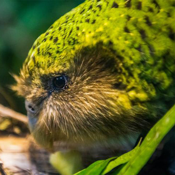 What is kakapo bird? Can i have a kakapo as a pet?