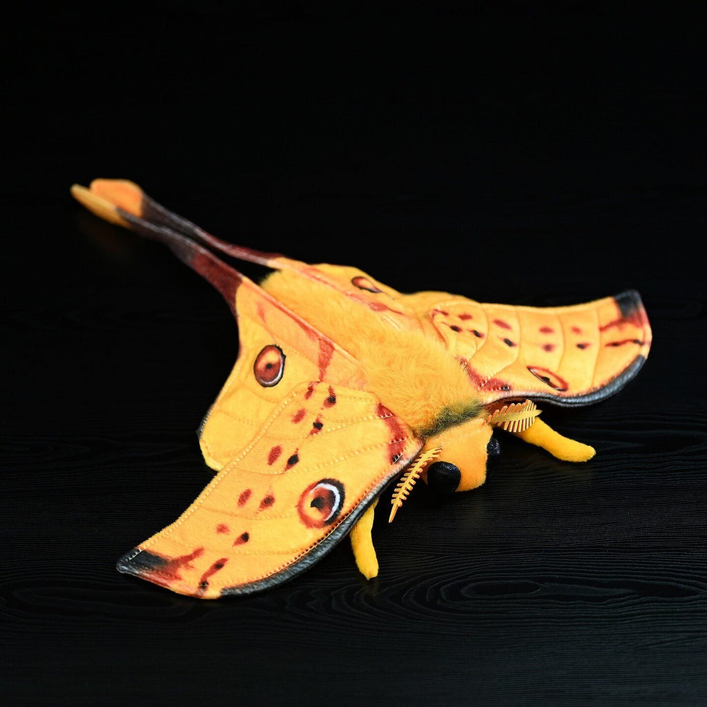 Meet the Comet Moth: Nature’s Golden Comet with an Extraordinary Secret