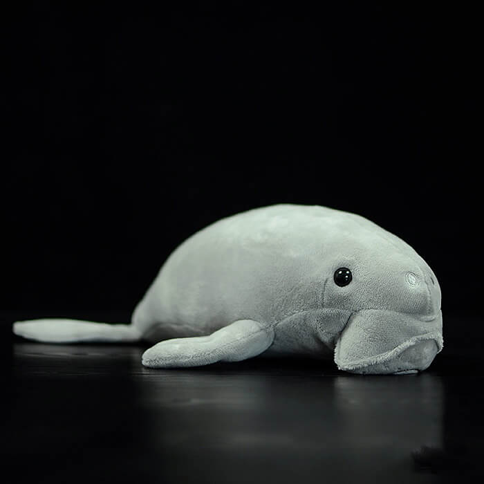 What is Dugong? Facts about Dugong