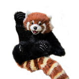 Handmade Realistic Red Panda Stuffed Animal Plush Toy