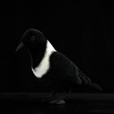 Lifelike Pied Crow Plush Toy – Realistic White-Necked Raven Stuffed Animal
