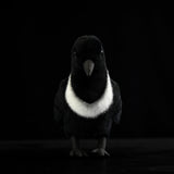 Lifelike Pied Crow Plush Toy – Realistic White-Necked Raven Stuffed Animal