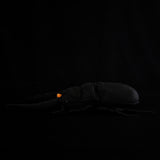 Realistic Confucius Stag Beetle Stuffed Animal Plush Toy, Prosopocoilus Confucius Plushies
