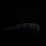 Realistic Palawan Stag Beetle Plushie – Soft Giant Insect Stuffed Animal