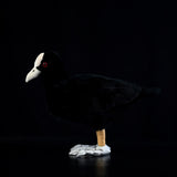 Realistic Eurasian Coot Stuffed Animal Plush Toy, Eurasian Coot Plushies