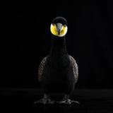 Realistic Cormorant Plush Stuffed Animal – Lifelike Seabird Soft Toy for Bird Lovers, Collectors & Nature Decor