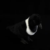 Lifelike Pied Crow Plush Toy – Realistic White-Necked Raven Stuffed Animal
