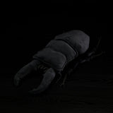 Realistic Palawan Stag Beetle Plushie – Soft Giant Insect Stuffed Animal