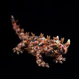 Realistic Thorny Devil Plush Toy - 20" Australian Thorny Dragon Lizard Stuffed Animal