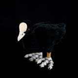 Realistic Eurasian Coot Stuffed Animal Plush Toy, Eurasian Coot Plushies