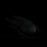 Realistic Palawan Stag Beetle Plushie – Soft Giant Insect Stuffed Animal