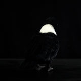 Lifelike Pied Crow Plush Toy – Realistic White-Necked Raven Stuffed Animal