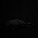 Realistic Confucius Stag Beetle Stuffed Animal Plush Toy, Prosopocoilus Confucius Plushies