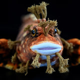 Japanese Warbonnet Fish Plush Toy 20.5" (52cm) - Realistic Fringed Blenny Ocean Animal Stuffed Plushie