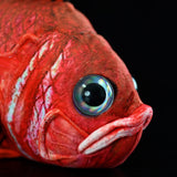15" Realistic Alfonsino Plush Toy – Lifelike Red Deep-Sea Fish Stuffed Animal