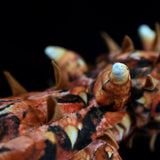 Realistic Thorny Devil Plush Toy - 20" Australian Thorny Dragon Lizard Stuffed Animal