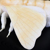 Realistic Domestic Silk Moth Stuffed Animal Plush Toy, Domestic Silk Moth Plushies