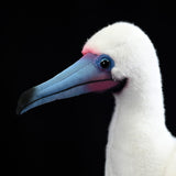 Adorable Red-Footed Booby Stuffed Animal | 10.2" Soft Ocean Bird Plush