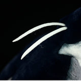 Realistic Black-crowned Night Heron Stuffed Animal Plush Toy, Bird Plushies