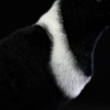 Lifelike Pied Crow Plush Toy – Realistic White-Necked Raven Stuffed Animal