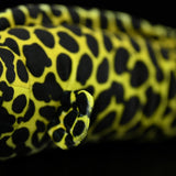 39” Giant Spotted Moray Eel Plush Stuffed Animal – Realistic Leopard Print Ocean Sea Life Soft Toy (100cm)