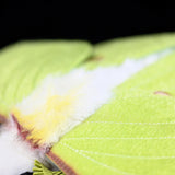 Realistic Luna Moth Stuffed Animal Plush Toy, Luna Moth Plushies