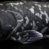 Realistic Coelacanth Stuffed Animal Plush Toy, Fish Plushies