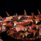 Realistic Thorny Devil Plush Toy - 20" Australian Thorny Dragon Lizard Stuffed Animal