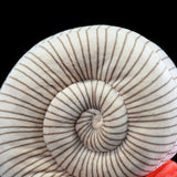 Realistic Ammonite Fossil Plush Toy - Prehistoric Sea Creature Stuffed Animal