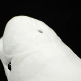 Realistic Beluga Whale Stuffed Animal Plush Toy