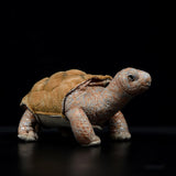 Realistic Galapagos Tortoises Stuffed Animal Plush Toy