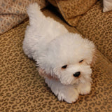 Cute Maltese Dog Stuffed Animal Plush Toy